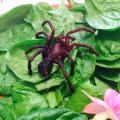 medium_Tarantula on spinach.jpg