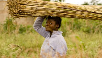 woman carrying items on her head through a farm field - cilmate