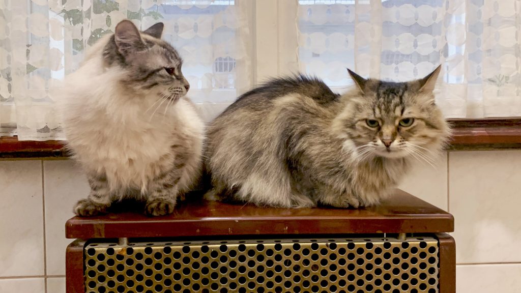 cats escaped Ukraine