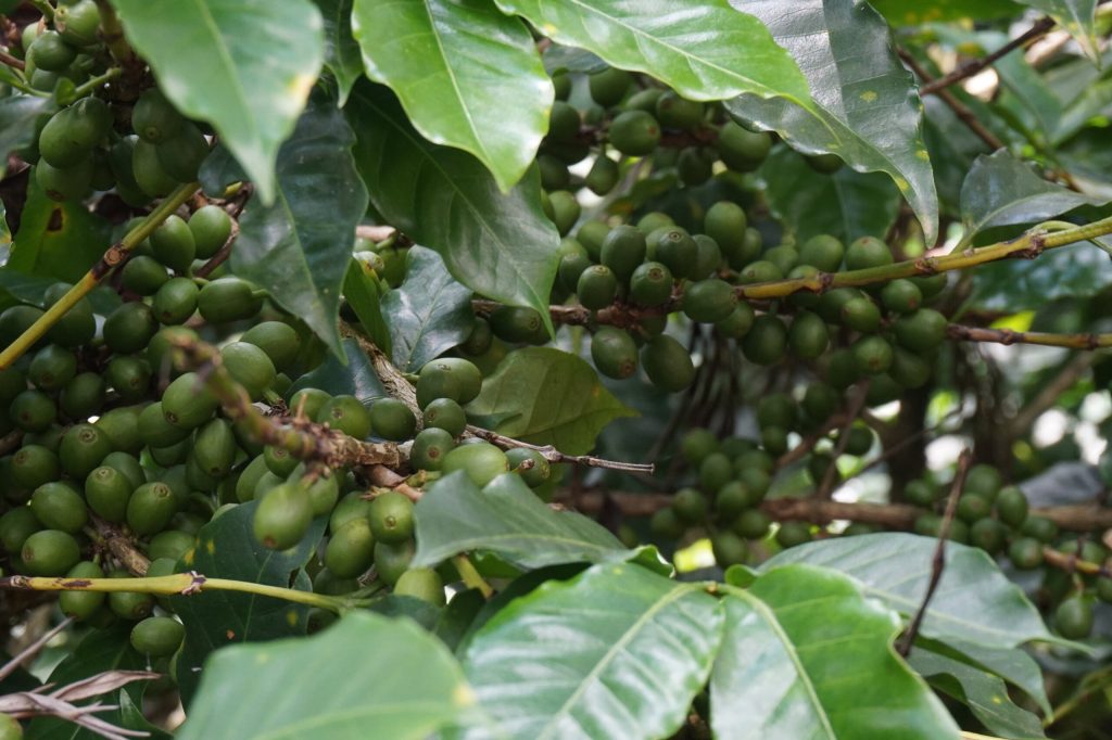 share fruit you grow with neighbours - cost of living crisis