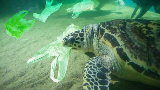 A turtle eating plastic. Plastic pollution - World Environment Day