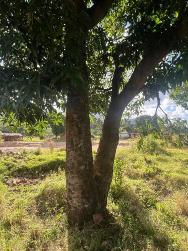 A photo of the tree that Austin clung to in order to survive Cyclone Freddy